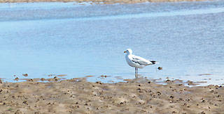 Niedersächsisches Wattenmeer