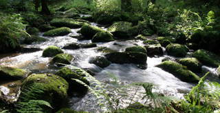 Nördlicher Oberpfälzer Wald